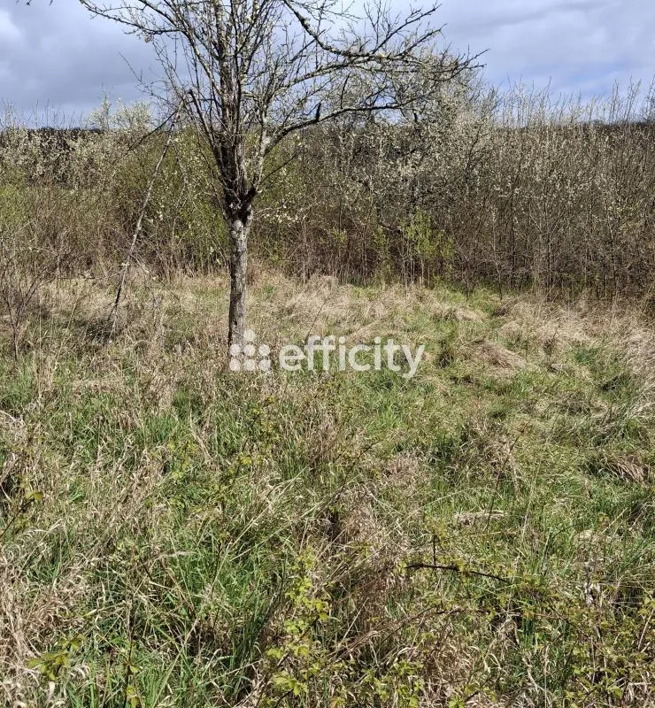 Terrain
