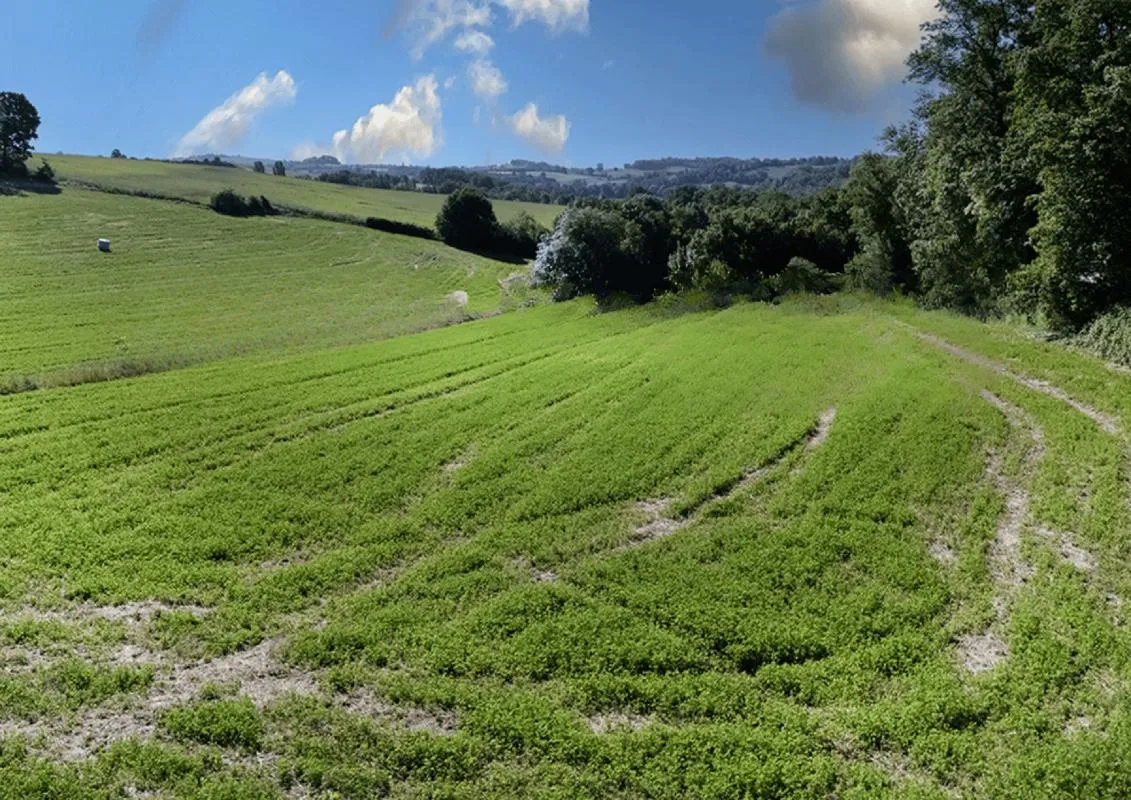 Terrain