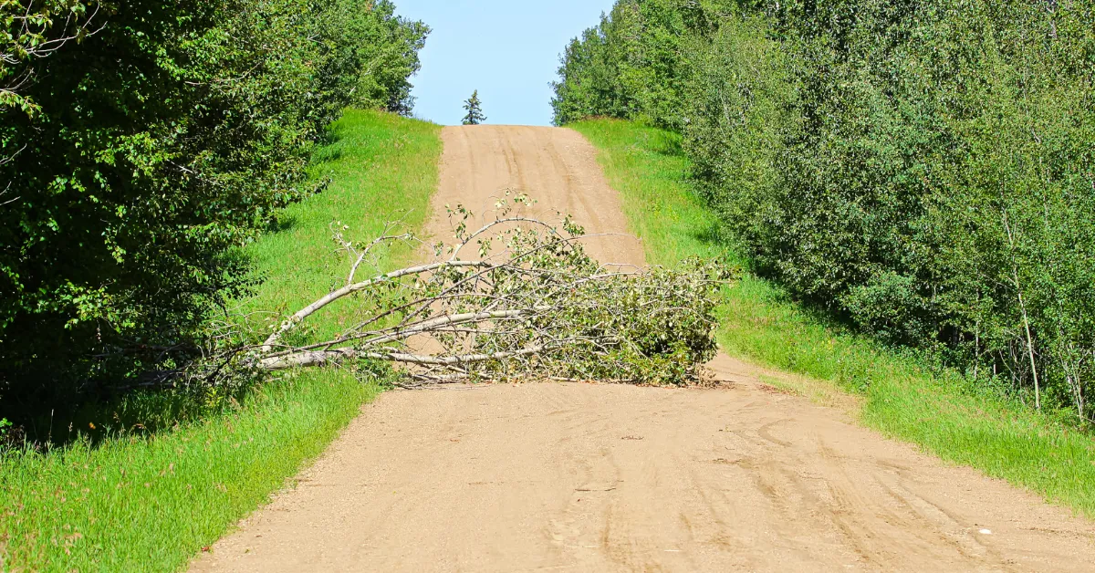 peut-on-couper-un-arbre-tombe-sur-son-terrain